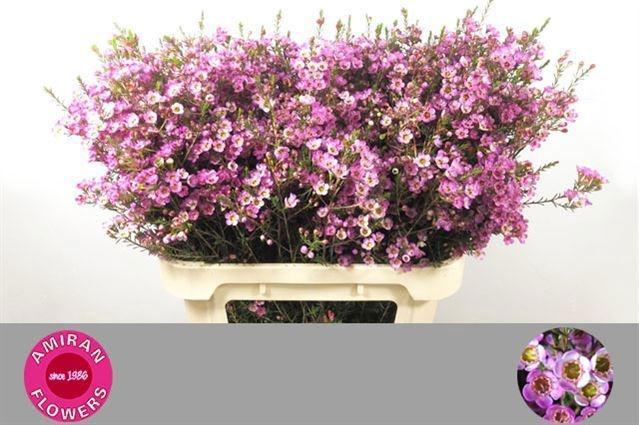 <h4>CHAME PAINTED LAD</h4>