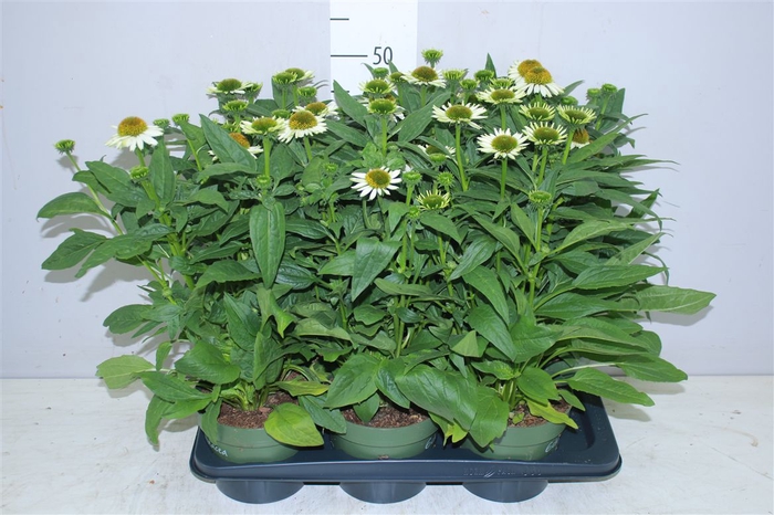 <h4>Echinacea Som Blanco</h4>