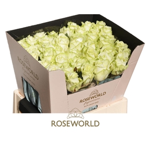 R Gr White Naomi Roseworld