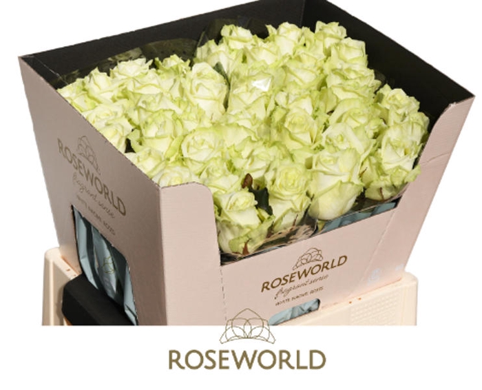<h4>R Gr White Naomi Roseworld</h4>