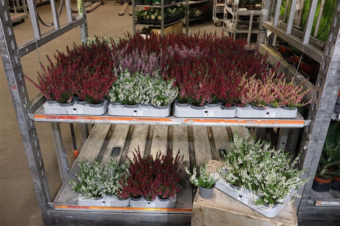 <h4>Callu Cal Nova Mixk Only Red !!!</h4>