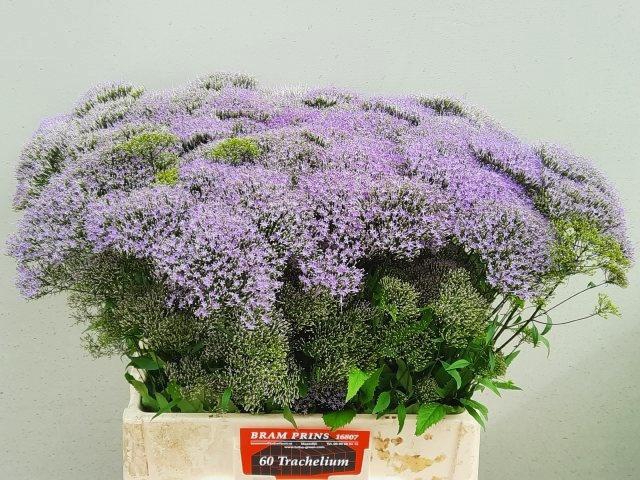 <h4>TRACH BL LAKE MICHIG</h4>