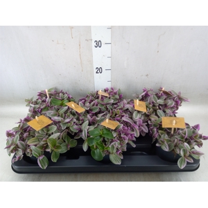 Tradescantia cerinth. 'Sweetness'