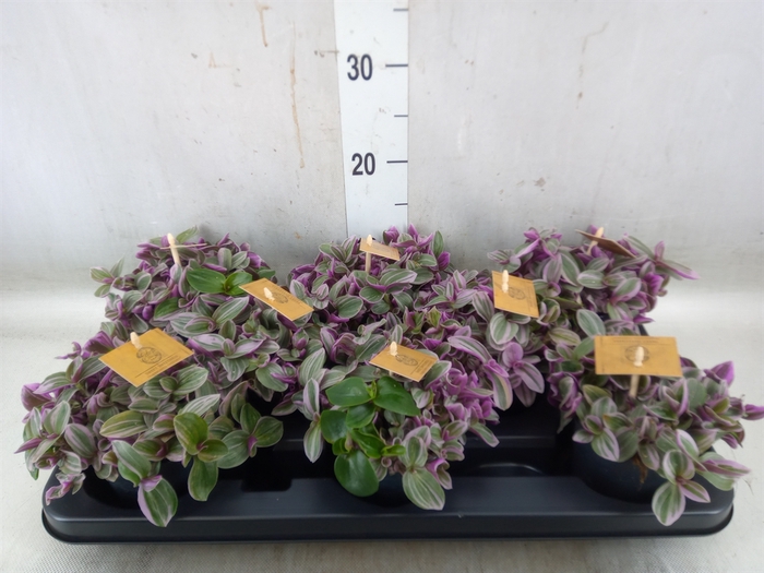 <h4>Tradescantia cerinth. 'Sweetness'</h4>