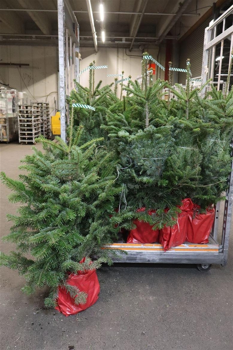 <h4>Abies Nordmanniana</h4>