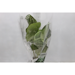 ANTHURIUM CRYSTALLINUM P17