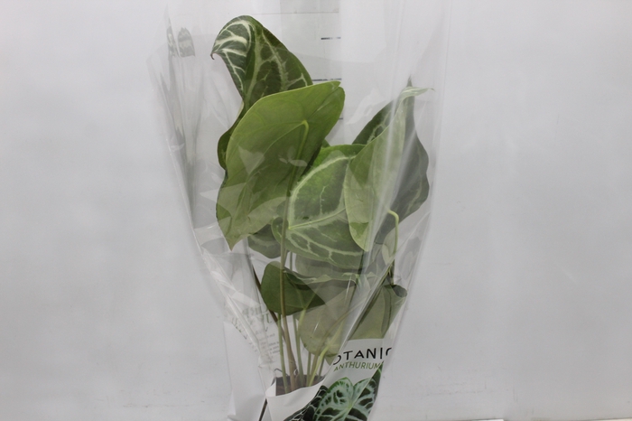 <h4>ANTHURIUM CRYSTALLINUM P17</h4>