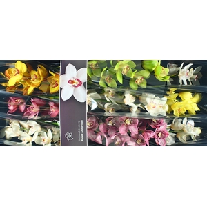 Cymbidium Mix