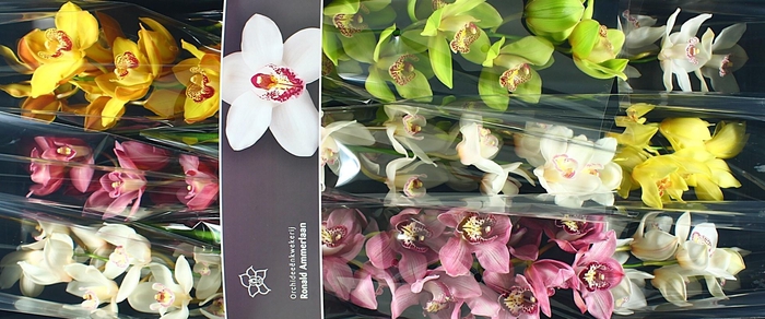 <h4>Cymbidium Mix</h4>