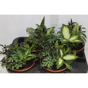 COQUETEL 7 ERVAS C21