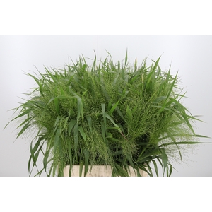 Panicum Fountain