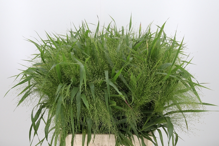 <h4>Panicum Fountain</h4>