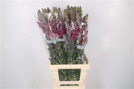 <h4>Antirrhinum Sp. Red Crimson Potomac</h4>