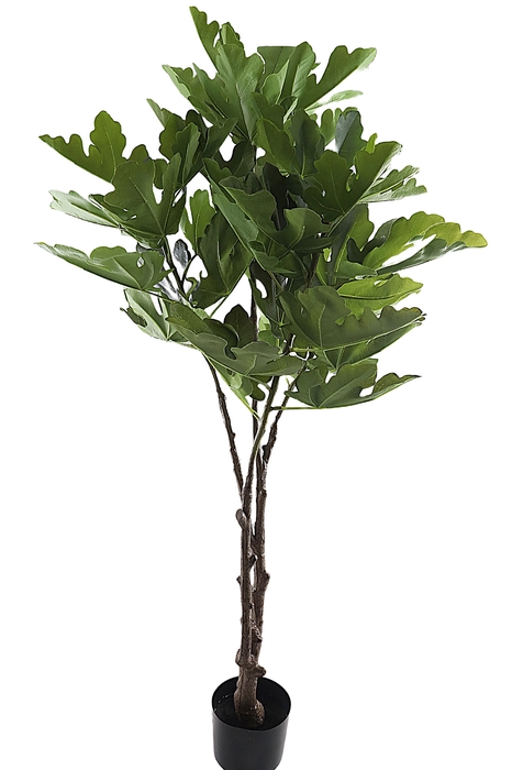 <h4>Ficus Lyrata Pot</h4>
