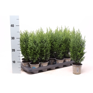 Chamaecyparis law. Ellwoodii