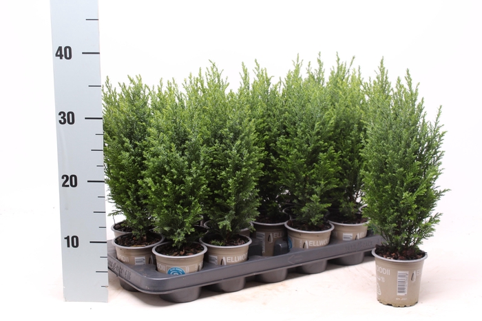 <h4>Chamaecyparis law. Ellwoodii</h4>