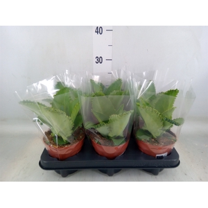 Kalanchoe NF daigremontiana