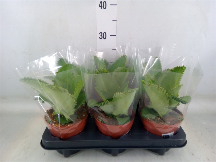 <h4>Kalanchoe NF daigremontiana</h4>