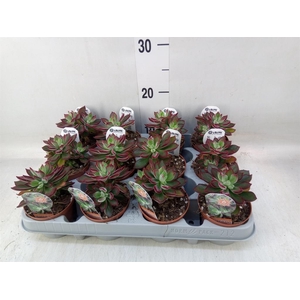 Echeveria pulvinata 'Devotion'