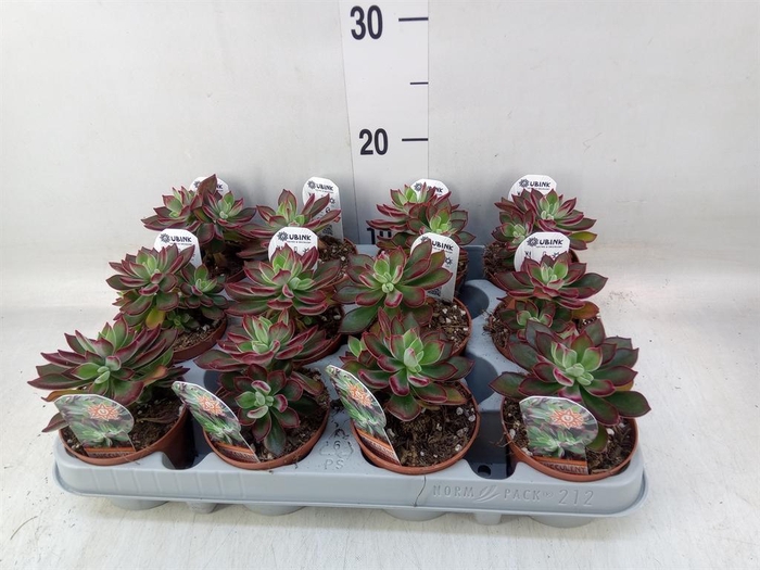 <h4>Echeveria pulvinata 'Devotion'</h4>