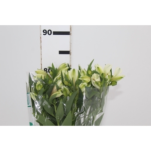 ALSTROEMERIA AKEMI 080 CM
