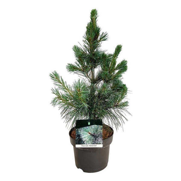 <h4>Pinus mont. 'Ammerland'</h4>