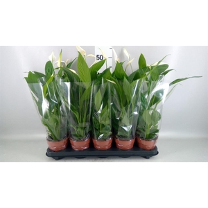 Spathiphyllum  'Alana'