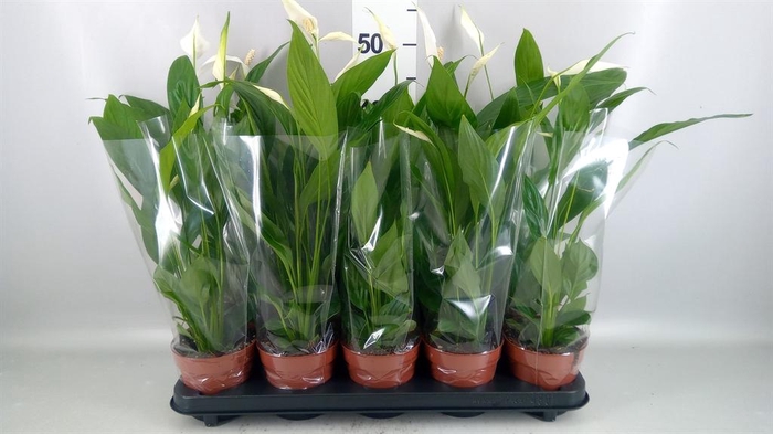 <h4>Spathiphyllum  'Alana'</h4>