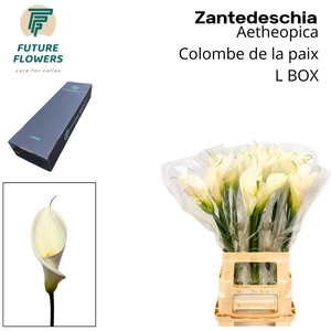 Zant Ae Colombe Paix Large Box