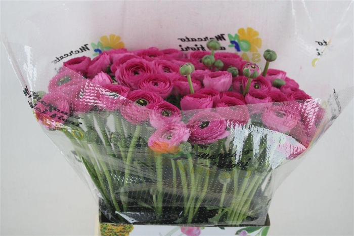 <h4>Ran Cloni Ex Laser</h4>