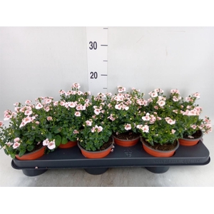 Diascia  'FlyColors Upright Rose'