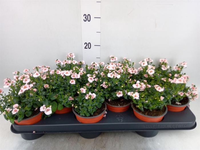 <h4>Diascia  'FlyColors Upright Rose'</h4>