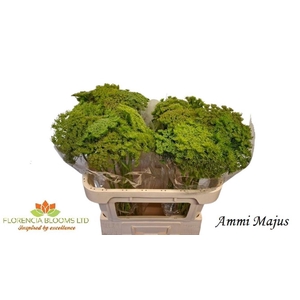 AMMI MAJUS