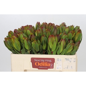 Leucadendron Laurel Yellow