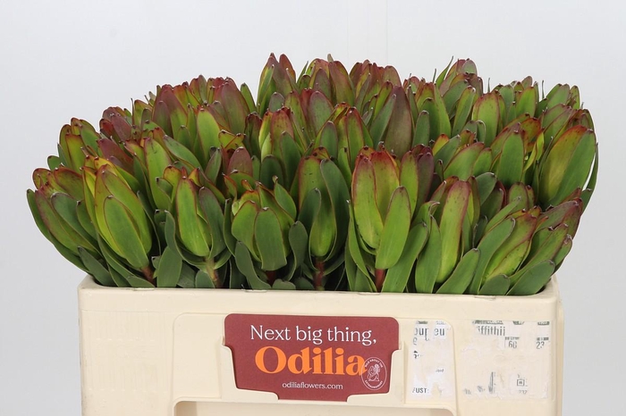 <h4>Leucadendron Laurel Yellow</h4>