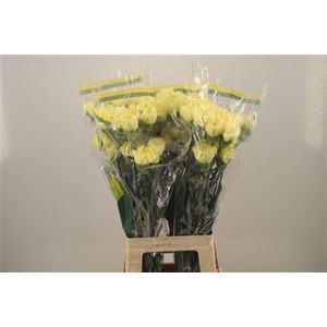 Di St Diletta Yellow