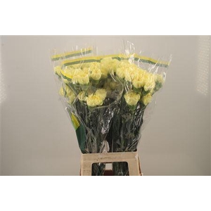 Di St Diletta Yellow