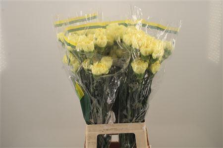 <h4>Di St Diletta Yellow</h4>