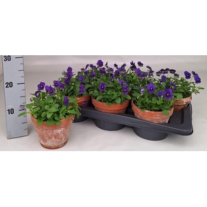 VIO CO MIXK