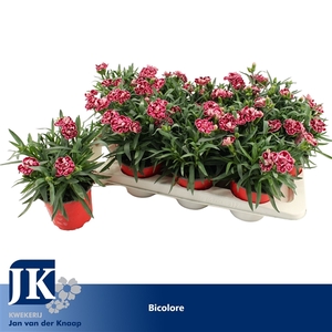 Dianthus P12 Pink Purple Bicolor TST