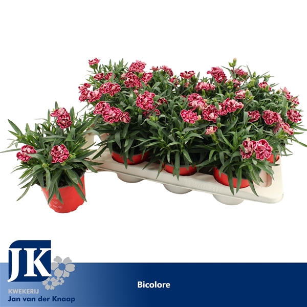 <h4>Dianthus P12 Pink Purple Bicolor TST</h4>