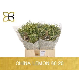 Lim Sin China Lemon