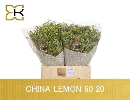 <h4>Lim Sin China Lemon</h4>