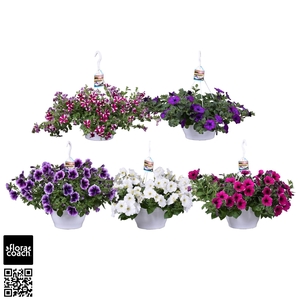 Sunny Motion® Petunia Mix