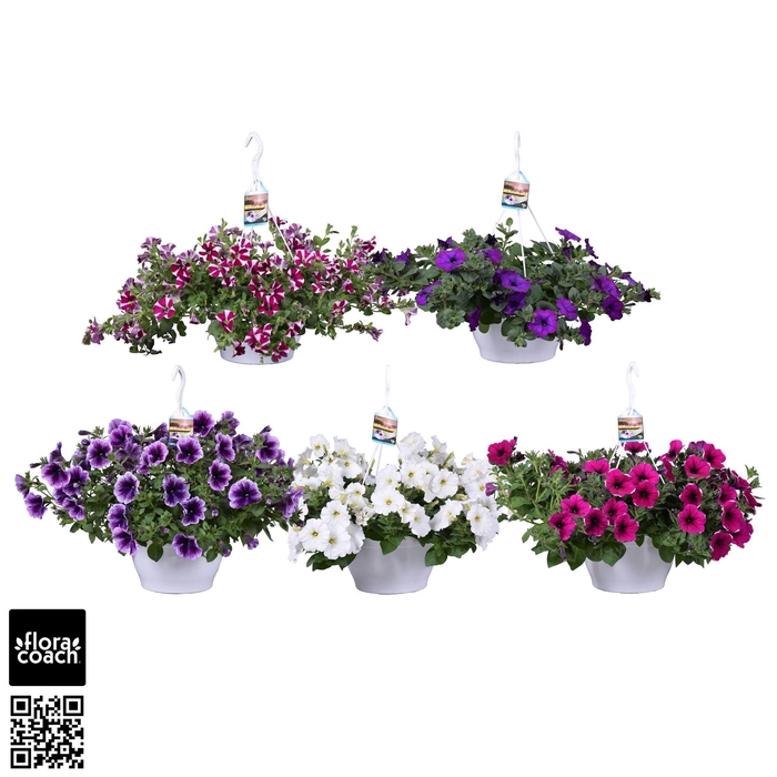 <h4>Sunny Motion® Petunia Mix</h4>