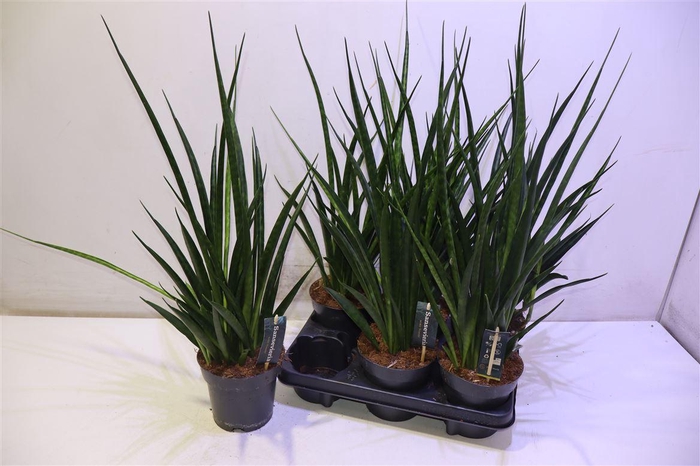 <h4>arr8 Sansev Kirki Friends</h4>