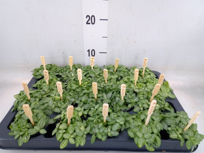 <h4>Fittonia verschaf.</h4>