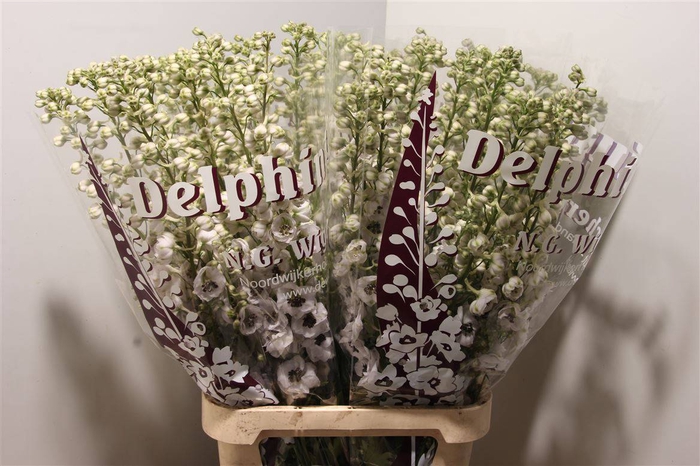 DELPH EL DEW SPIJKER