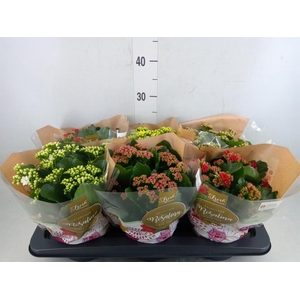 Kalanchoe blos. 'Rosalina'  ..mix 5