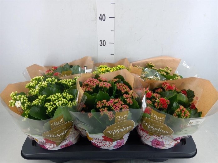 <h4>Kalanchoe blos. 'Rosalina' ..mix 5</h4>